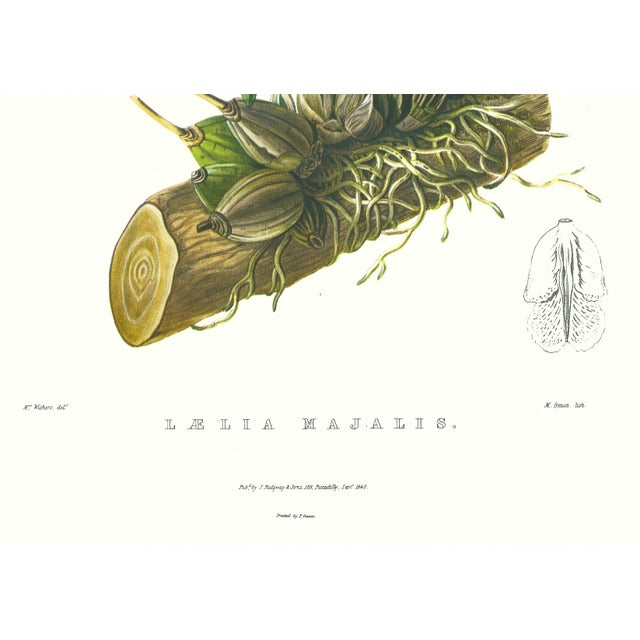 Realism Large 1973 Orchid Flower Lithograph "Laelia Majalis" (May-Flowering Laelia" After James Bateman For Sale - Image 3 of 7