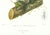 Realism Large 1973 Orchid Flower Lithograph "Laelia Majalis" (May-Flowering Laelia" After James Bateman For Sale - Image 3 of 7