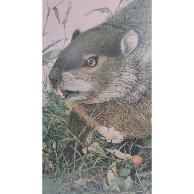 Mid-Century Modern 1970s "Woodchuck" and "Box Turtle" Wildlife Reproduction Prints by Sallie Ellington Middleton, Framed - a Pair For Sale - Image 3 of 10