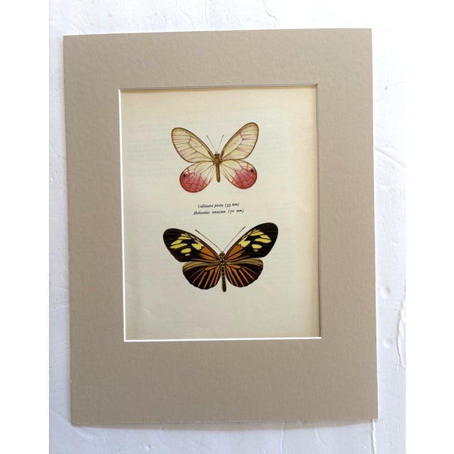 Realism Vintage 1965 Butterfly Print in 11x14 Mat: Callitaera Pireta/Heliconius Amazona For Sale - Image 3 of 3