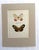 Realism Vintage 1965 Butterfly Print in 11x14 Mat: Callitaera Pireta/Heliconius Amazona For Sale - Image 3 of 3