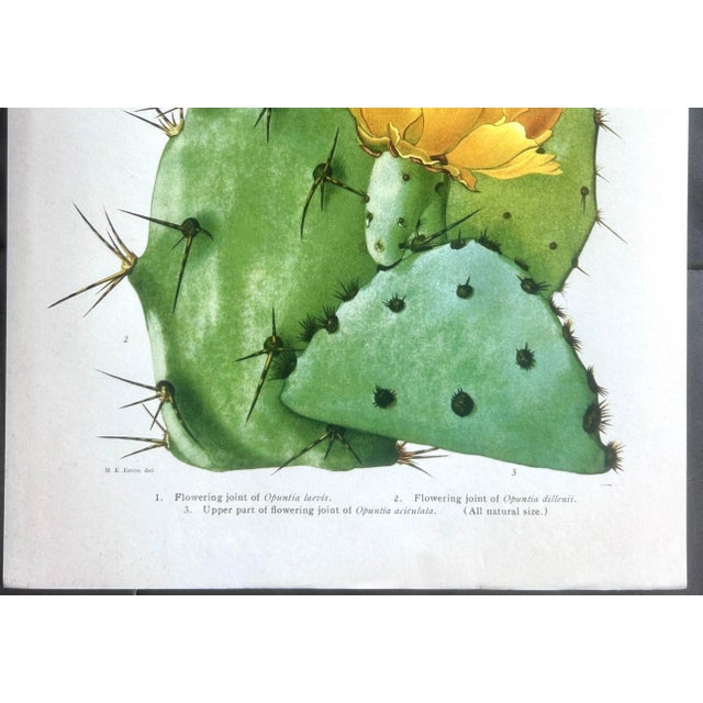 Vintage Yellow Flowering Cactus Botanical Reproduction Print Britton and Rose (1913) For Sale - Image 10 of 12