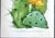 Vintage Yellow Flowering Cactus Botanical Reproduction Print Britton and Rose (1913) For Sale - Image 10 of 12