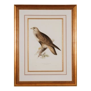 Rough-Legged Buzzard: 19th C. Hand-Colored Lithograph by J. Gould & Edward Lear, 1862-1873 For Sale