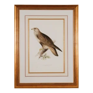 Rough-Legged Buzzard: 19th C. Hand-Colored Lithograph by J. Gould & Edward Lear, 1862-1873