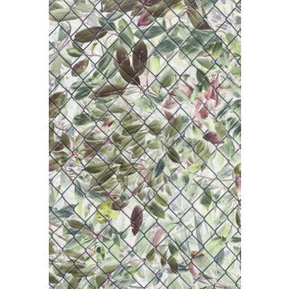 Mint Images, Inverted Image of Laurel Bush and Leaves Behind Chain Link Fence, Photographic Paper For Sale
