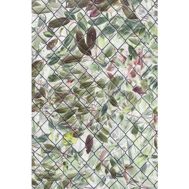 Mint Images, Inverted Image of Laurel Bush and Leaves Behind Chain Link Fence, Photographic Paper For Sale
