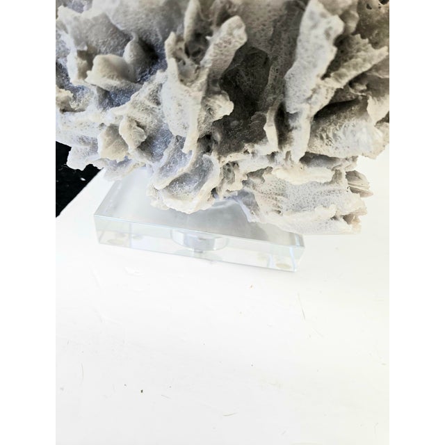 White Coral mounted on Lucite as a Table Lamp. Including white drum shade. Coral is 8.5" x 8.5", base is 5"square....