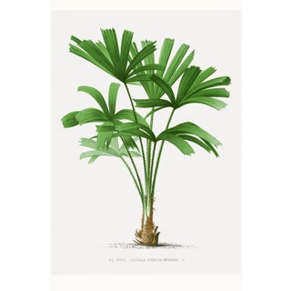 Royal Palm Study, Vintage Botanical Art Print Reproduction, 16" X 24" For Sale