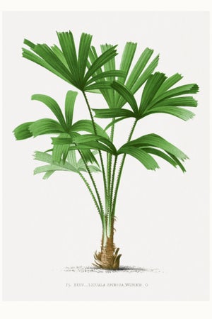 Royal Palm Study, Vintage Botanical Art Print Reproduction, 16" X 24"