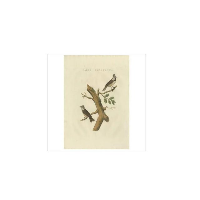 Sepp & Nozeman, European Crested Tit, 1829, Paper For Sale - Image 4 of 6