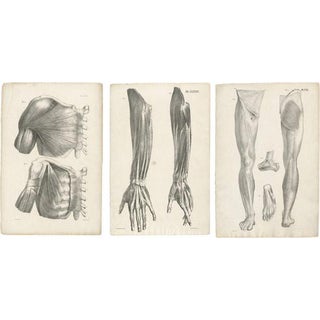 Jules Cloquet, French Anatomical, 1821, Lithograph, Set of 3 For Sale