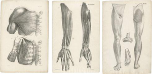 Jules Cloquet, French Anatomical, 1821, Lithograph, Set of 3