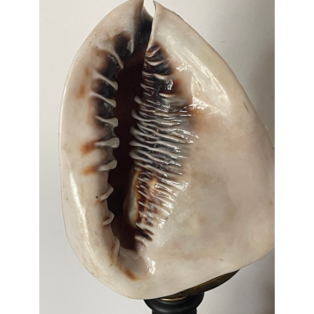 Set of 5, 1970s Large Sea Shells Collection on Stands For Sale - Image 4 of 4