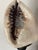 Set of 5, 1970s Large Sea Shells Collection on Stands For Sale - Image 4 of 4