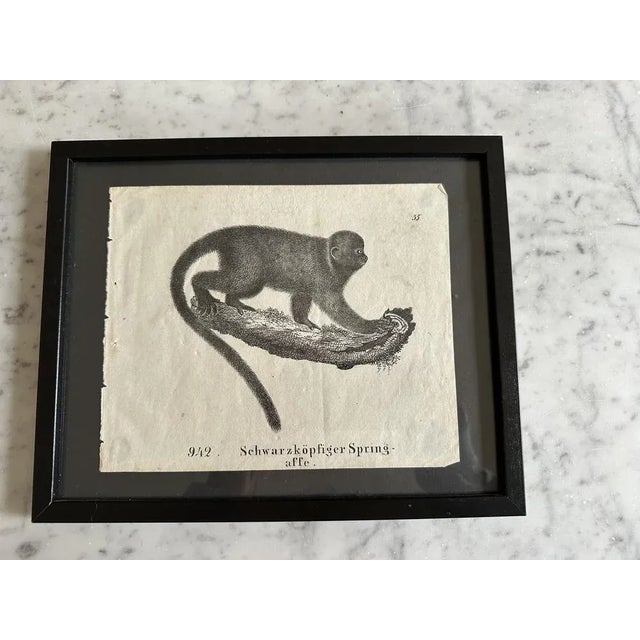 Beige Monkey, 1831-35, Original Lithograph For Sale - Image 8 of 12