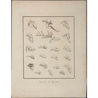 Thomas Holloway, Skulls of Beasts, Etching, 1810 For Sale