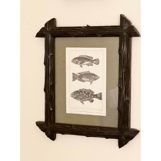 Black and white fish engraving by French lithographer, etcher and draughtsman Charles Étienne Pierre Motte, after Paul...