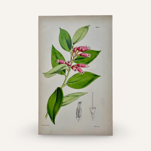 This set of 2 hand colored lithographs is an instant collection. Archivally matted, if they were framed, they would add...