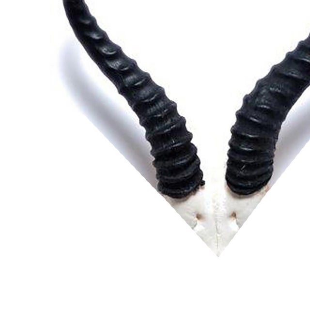 A naturally elegant accent for your collection, this sustainably sourced African springbok horn is cleaned and presented...