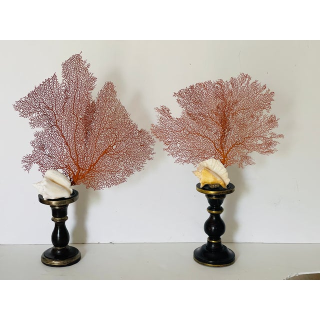 1960s Pair of Sea Fans With Shell on Wood Stands For Sale - Image 4 of 4