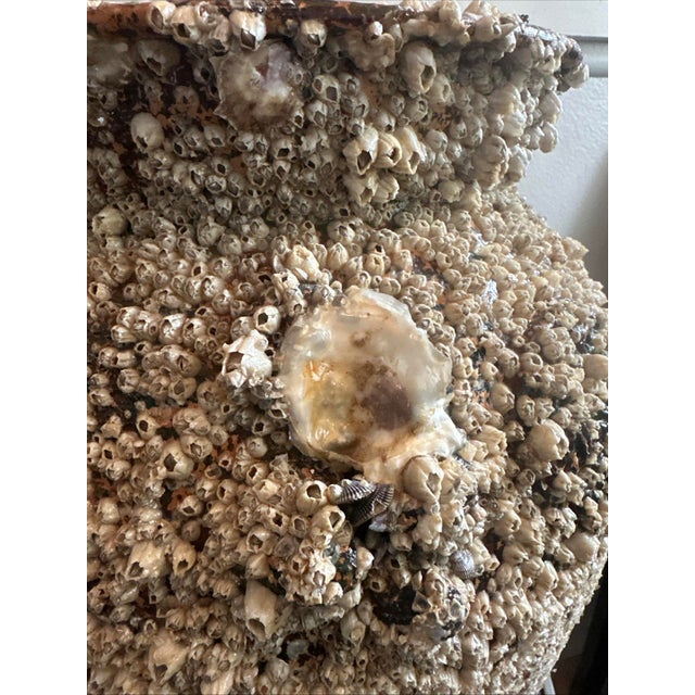 2020s Peace River Barnacle-Encrusted Vessel With Faux Vintage Japanese Black Pearl, 19 In. Takotsubo Style For Sale - Image 5 of 9