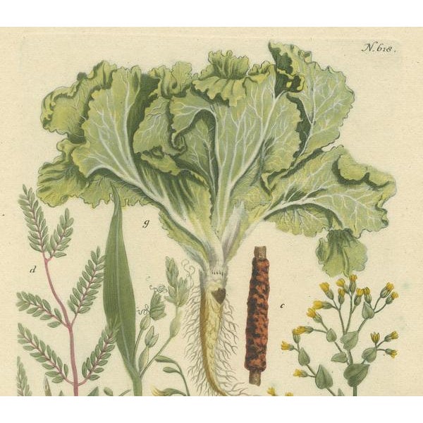 Mid 18th Century Laburnum and Florae, 1748, Paper For Sale - Image 5 of 6