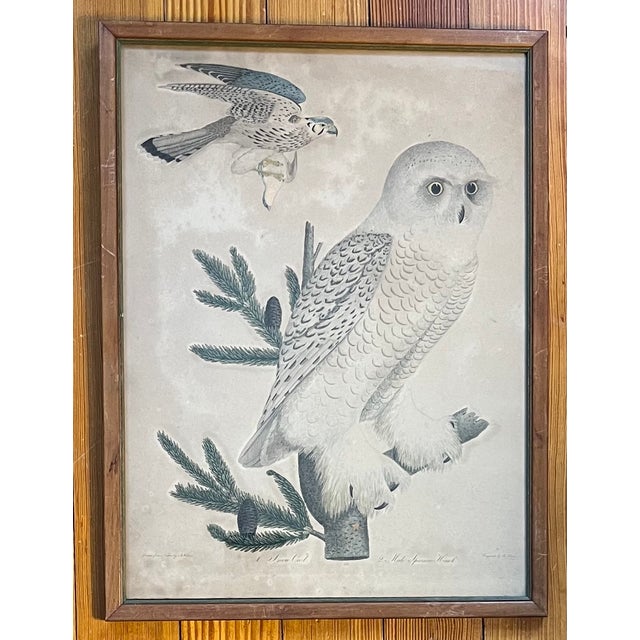 Antique 19th century ornithological bird print by Alexander Wilson (Scottish American 1766 - 1813) - Snow Owl and Male...