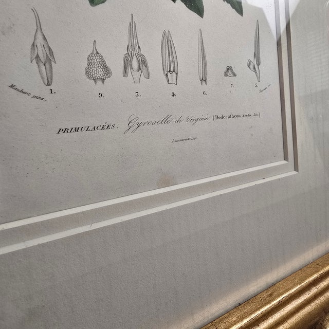 Antique French Botanical Engravings, Set of 3 – 1840s Hand-Colored Prints in Gilt Rope Frames For Sale - Image 14 of 17