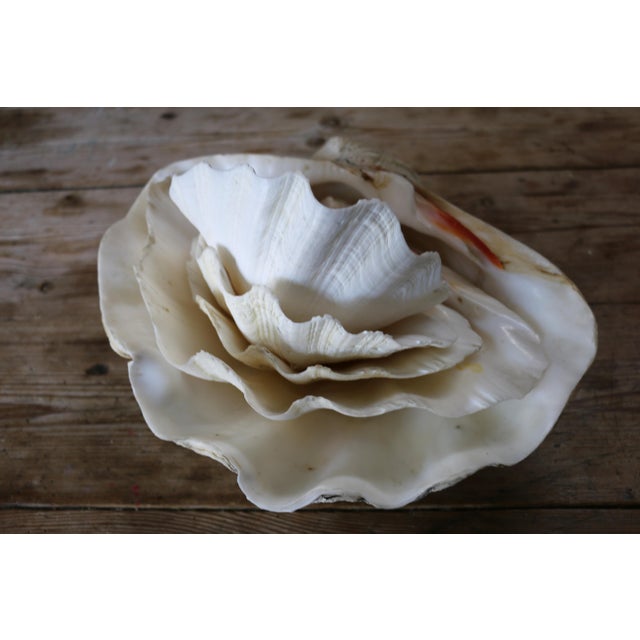 Set of 5 Large Natural Nautical Seashells | Coastal Beach House Decor | Organic Sculptural Display For Sale - Image 17 of 18