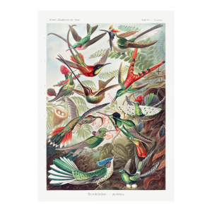 Hummingbirds Vintage Art Print Reproduction, Natural History Bird Artwork, 16" X 24"