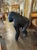 Vintage Carved Gorilla For Sale In Dallas - Image 6 of 9