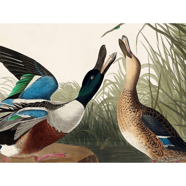 Not Yet Made - Made To Order John James Audubon Shoveller Duck From Birds of America, Vintage Art Print Reproduction, 24″ × 18″ For Sale - Image 5 of 9