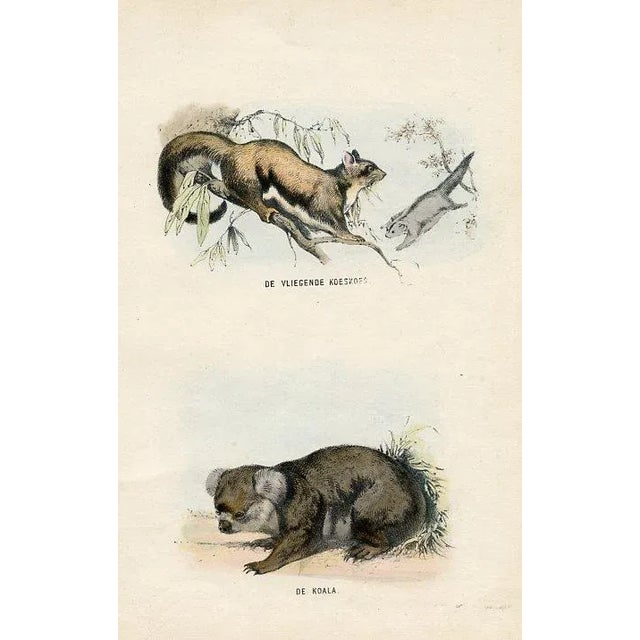 Illustration 1864, Squirrel and Koala Print, Original Hand-Colored Mammal Lithograph For Sale - Image 3 of 3