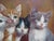 1950s 1950s Willi Franken Oil on Canvas Five Kittens For Sale - Image 5 of 9