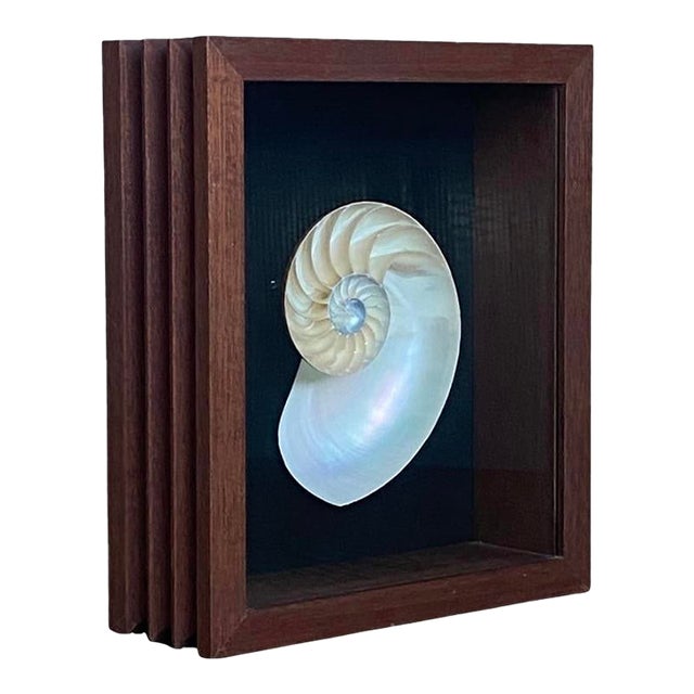 Framed Nautilus Shell For Sale
