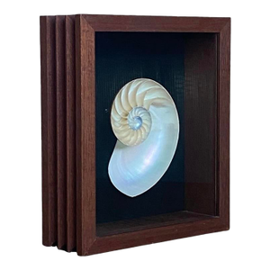 Framed Nautilus Shell