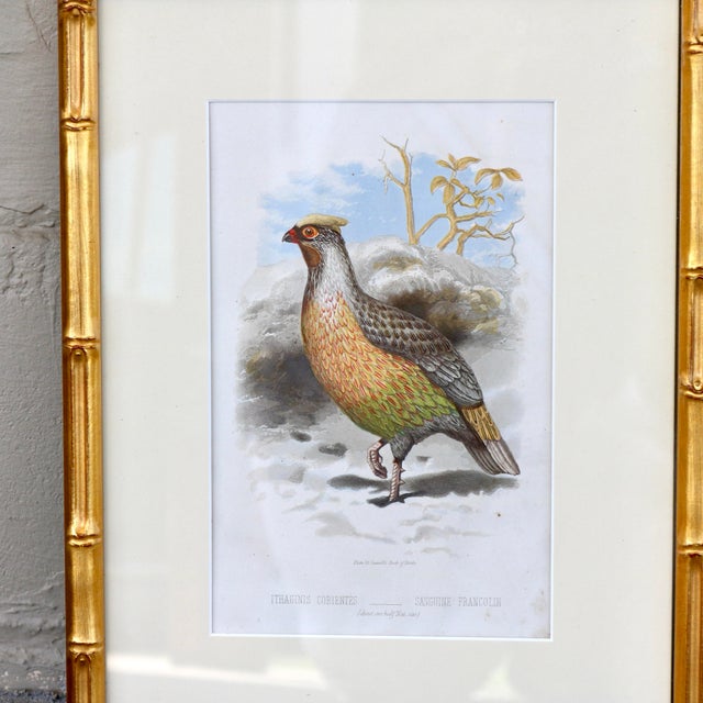 19th Century Cassell Bird Chromolithographs in Gold Bamboo Frames - A Pair For Sale - Image 4 of 12