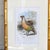 19th Century Cassell Bird Chromolithographs in Gold Bamboo Frames - A Pair For Sale - Image 4 of 12