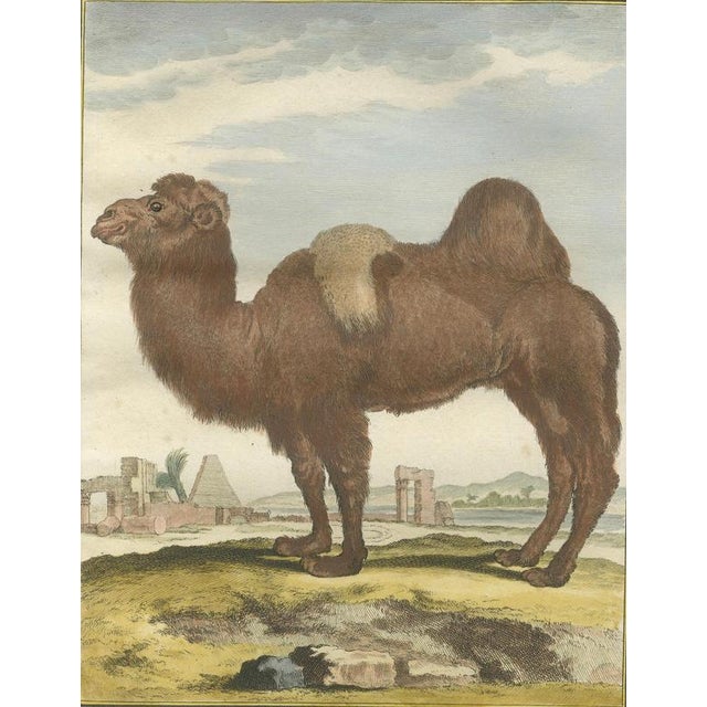 After Jacques de Sève, Bactrian Camel, 1769, Hand-Coloured Engraving For Sale - Image 4 of 9
