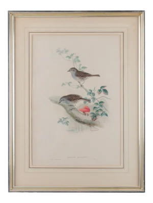 Gould Accentor Modularis