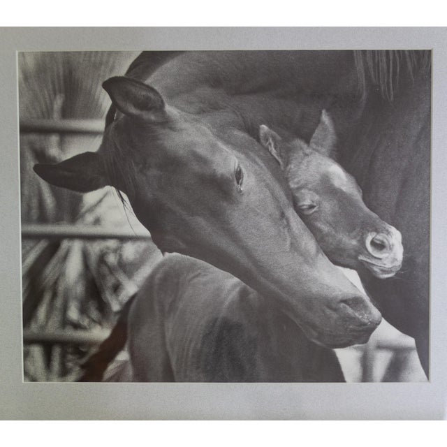 1980s Black and White Equestrian Photography Mare Horse and Baby Foal For Sale - Image 5 of 6