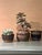 Planter by Horst Kerstan for Haslach, Germany, 1980s For Sale - Image 10 of 11
