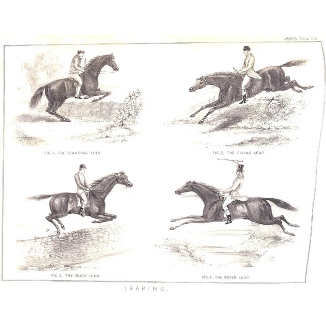 Paper "The Book of Field Sports and Library of Veterinary Knowledge: Volumes I & Ii" 1870 Miles, Henry Downes [Edited By] For Sale - Image 7 of 18