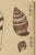 Japanese Vintage Japanese Seashells, Woodblock Print Reproduction, 20" X 30" For Sale - Image 3 of 11