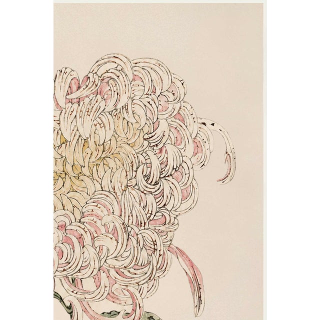 Japanese Blush Mum by Hasegawa, Vintage Japanese Botanical Art Print, 40" X 60" For Sale - Image 3 of 11