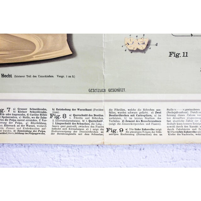 Pfleget die Zähne Vintage Print For Sale - Image 6 of 13
