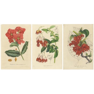 Curtis, Botanical Illustrations, 1847, Prints, Set of 3 For Sale