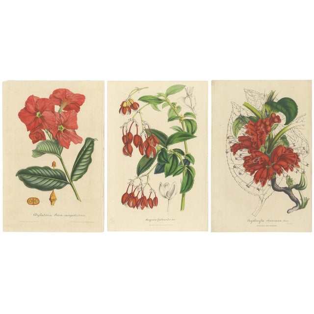 Curtis, Botanical Illustrations, 1847, Prints, Set of 3 For Sale