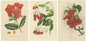 Curtis, Botanical Illustrations, 1847, Prints, Set of 3